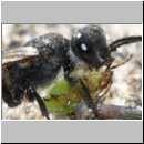 Astata sp - Grabwespe 01j 8mm mit Wanzenlarve - Sandgrube Niedringhaussee.jpg